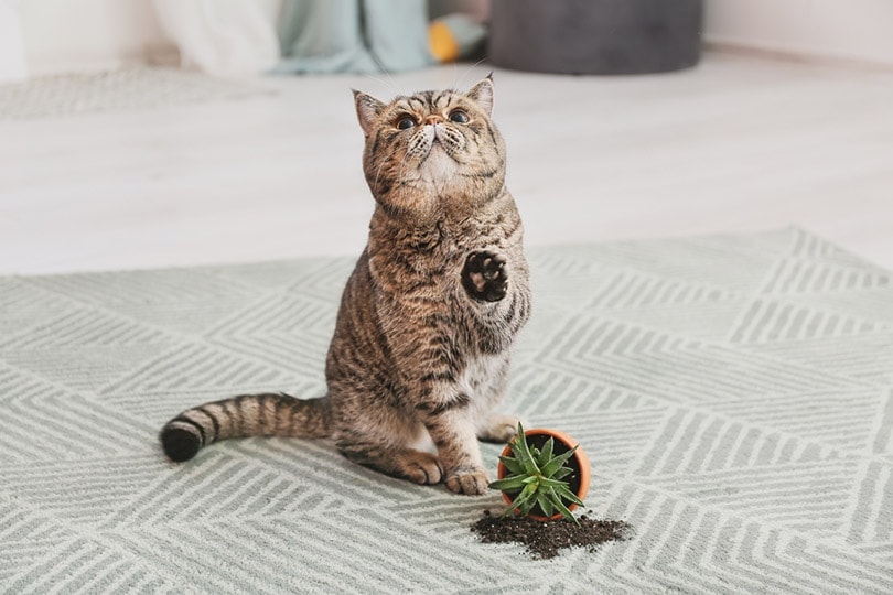 cat and dropped pot with houseplant on carpet