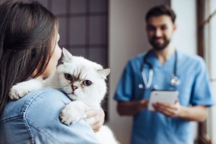 How Do Vets Get Urine Samples From Cats? Our Vet Explains | Hepper Pet