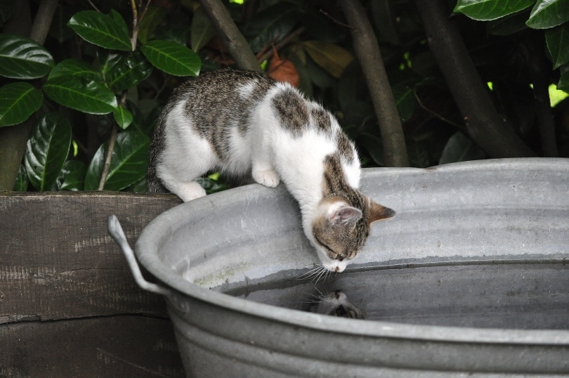 A Cat drinking water in the garden