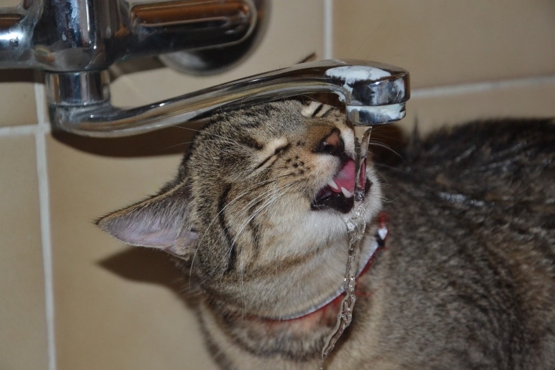A cat drinking water from the tap
