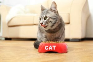 A cat eating food at home from a bowl