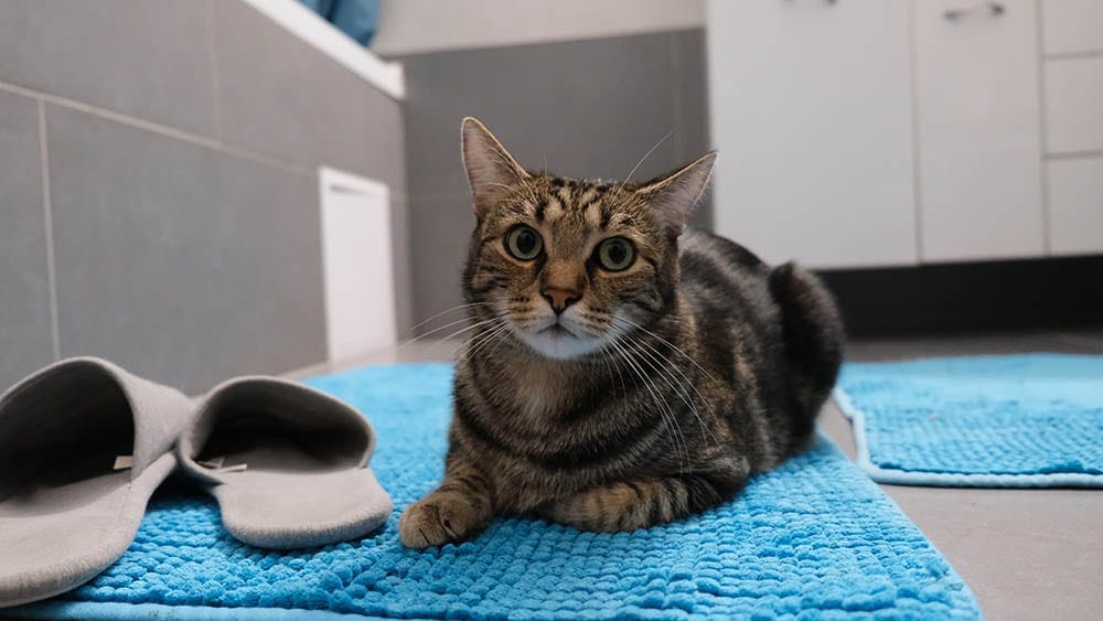 cat in the bathroom