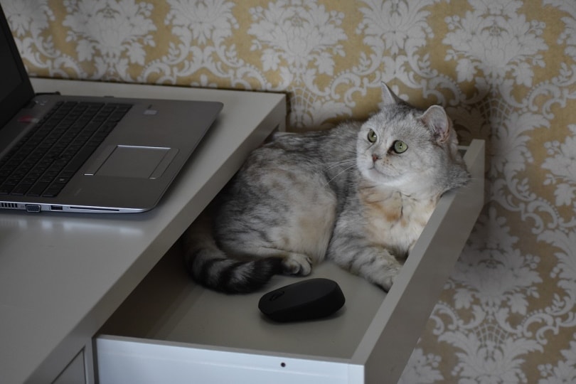 cat inside a drawer cabinet