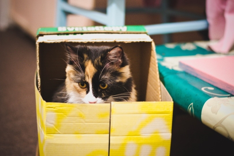 cat inside box