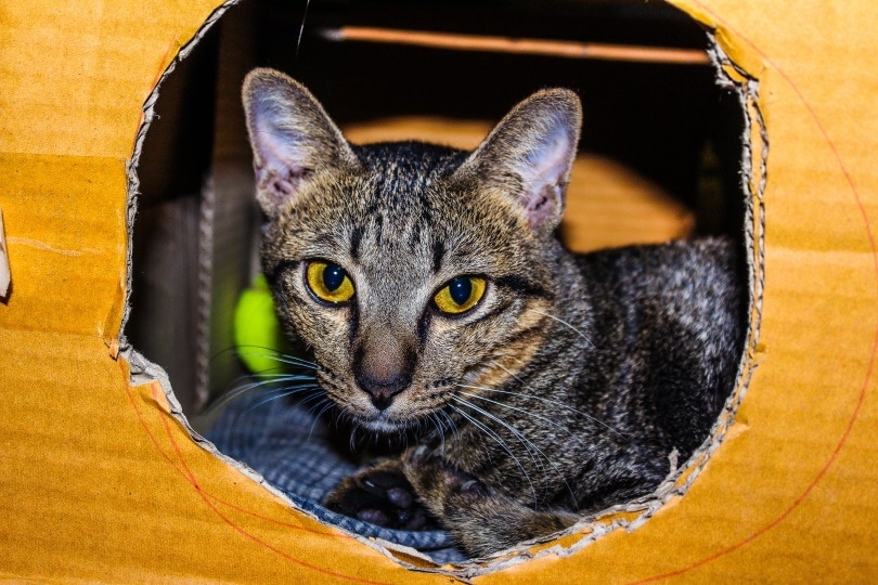 cat inside his DIY box house