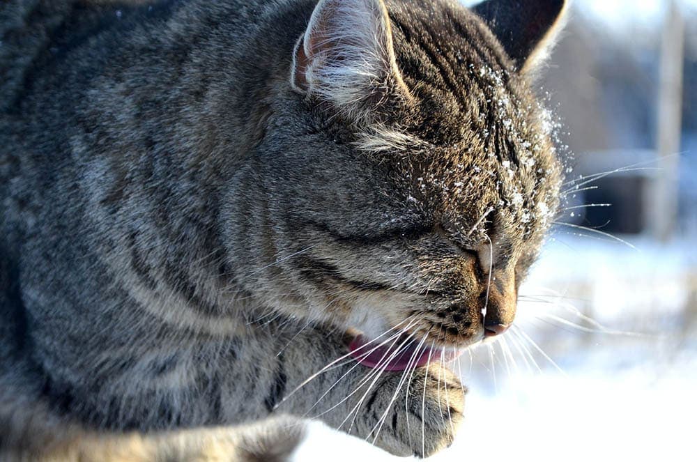 cat licking its paw close up