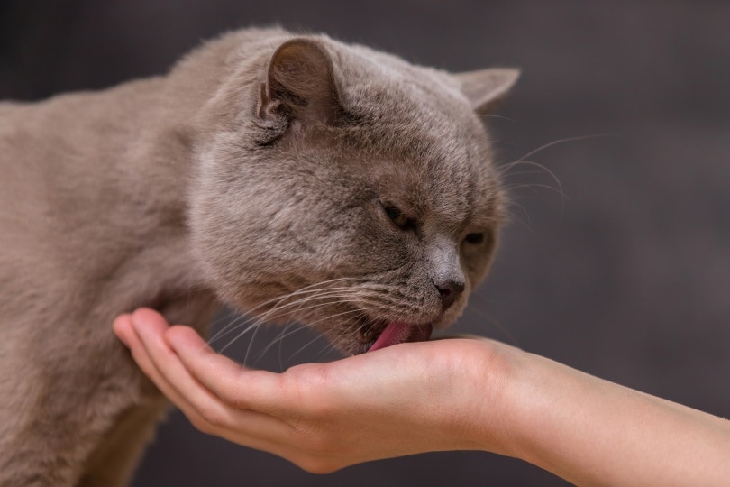 cat licks on mans hand