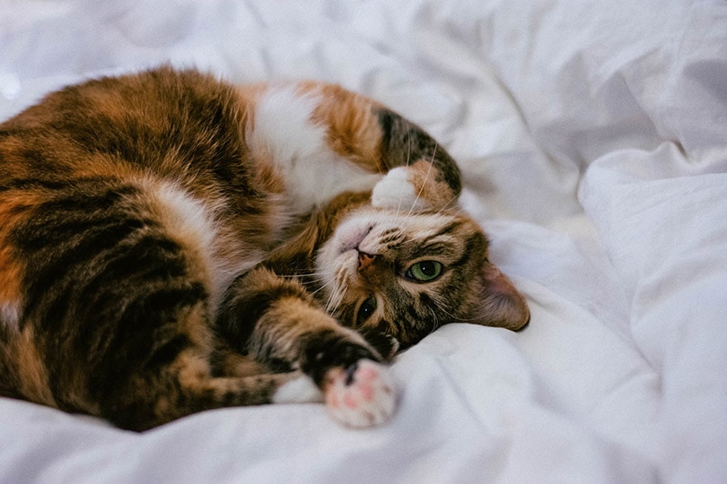 cat lying on bed