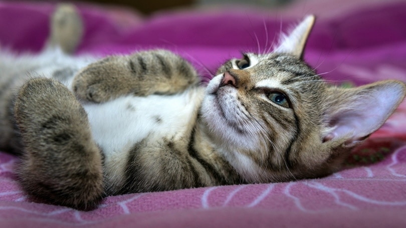 cat lying