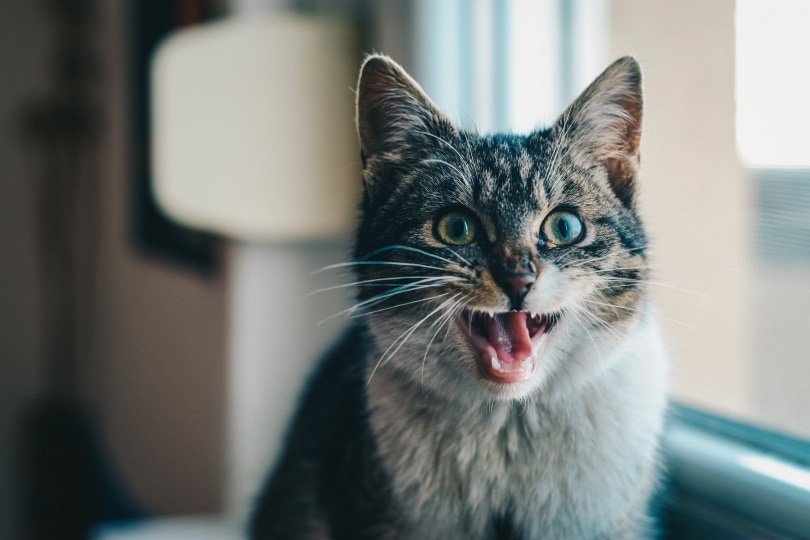 cat meowing