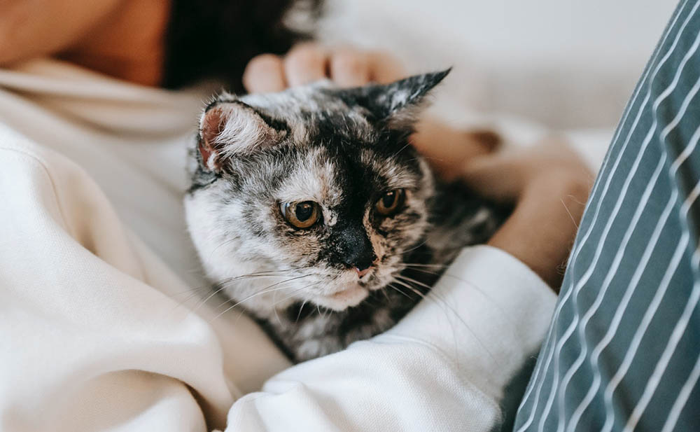 cat on woman's chest