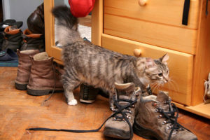 Why Do Cats Pee on Things? 5 Reasons & How to Stop It Hepper Pet