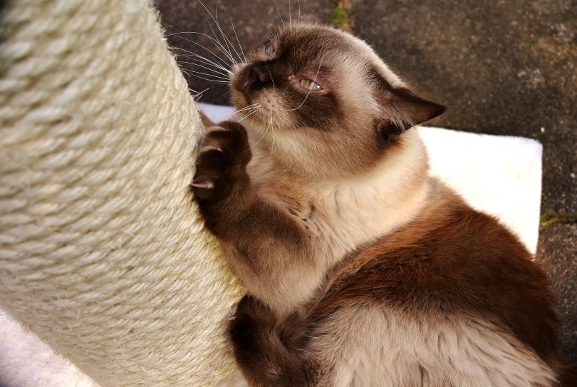 cat scratching on scratching post