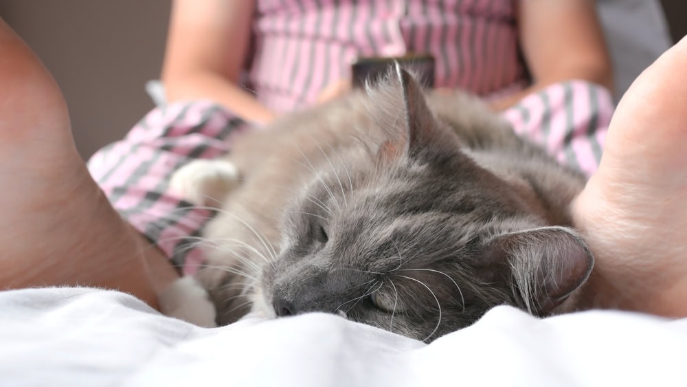 cat sleeping by its owners feet