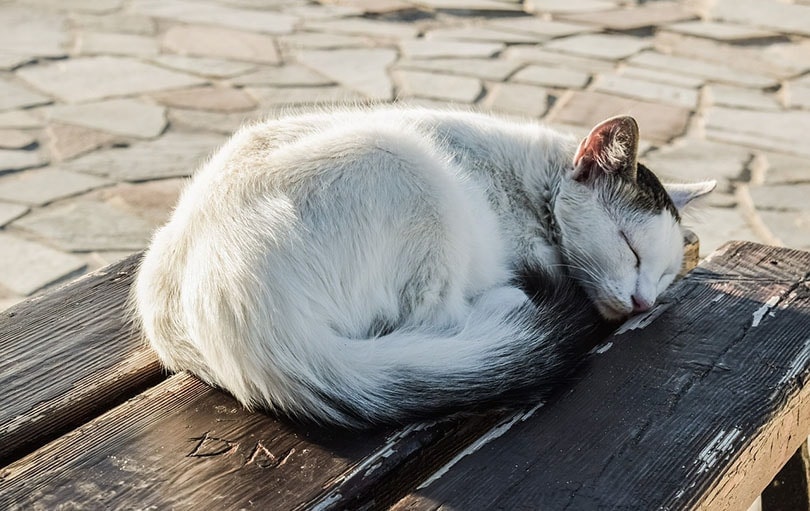 cat sleeping on a bench