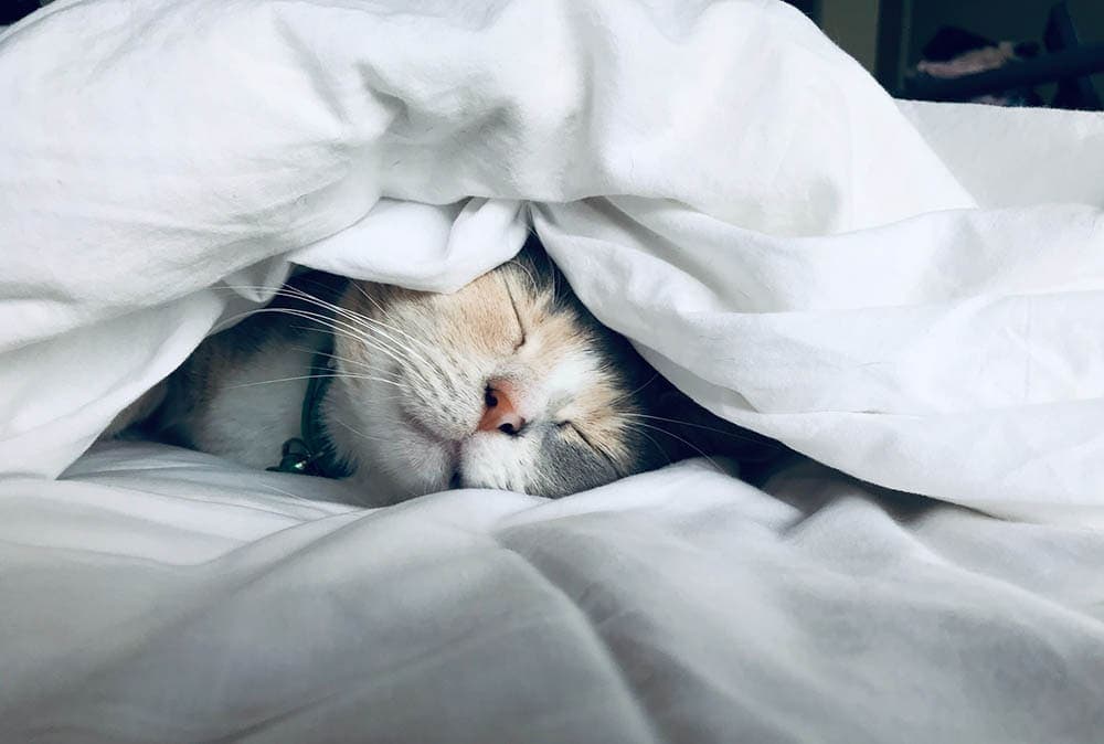 cat sleeping under the sheets
