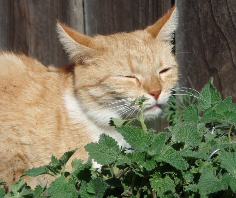 cat smelling carmint plant