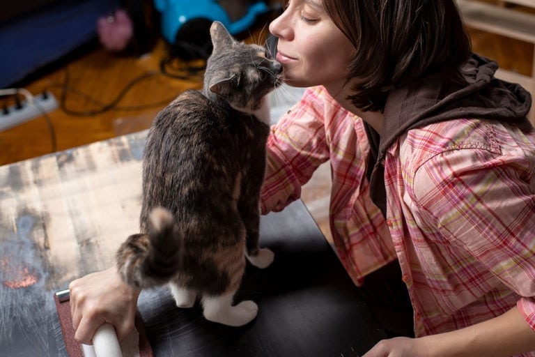 How to Get a Cat to Like You: 5 Vet-Approved Steps | Hepper Pet Resources