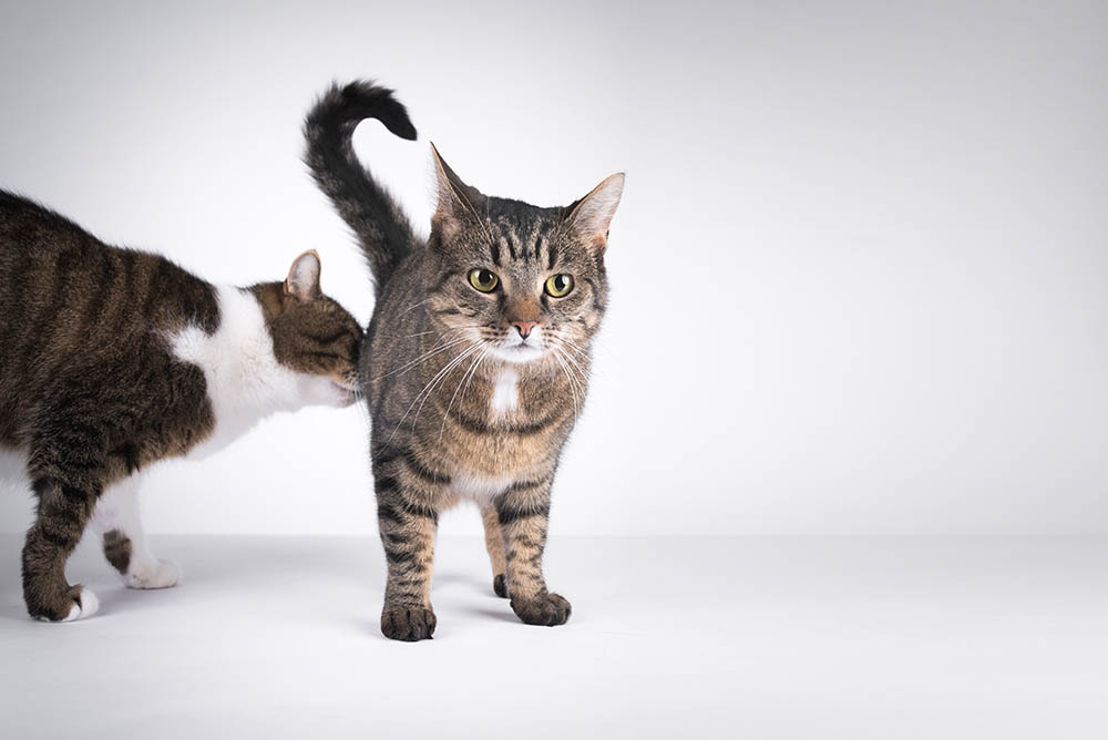 cat sniffing another cat's butt