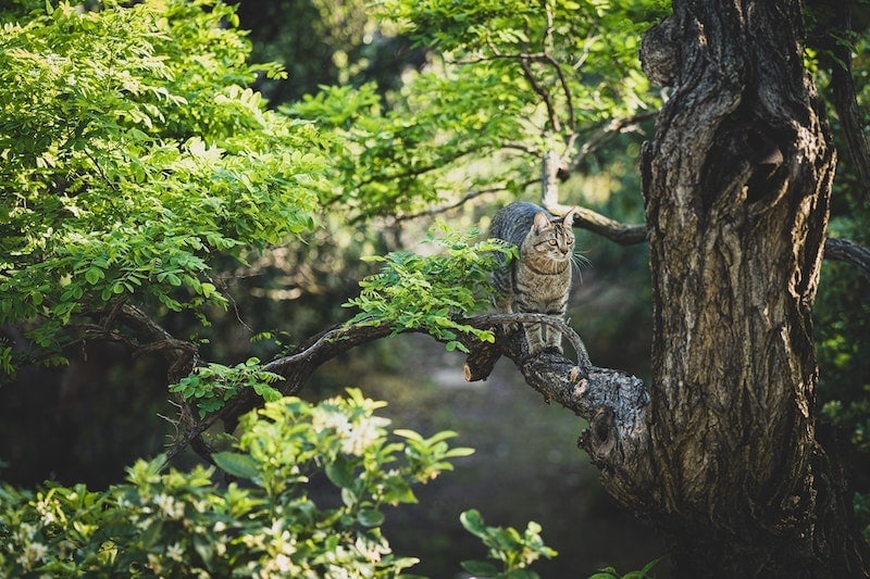 cat stuck high in tree