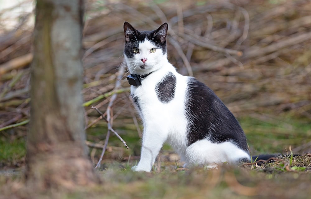 cat wearing gps tracker