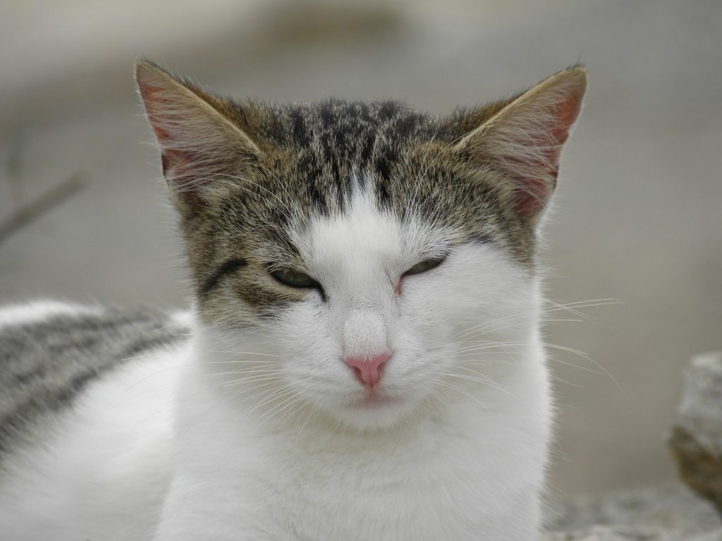 cat winking