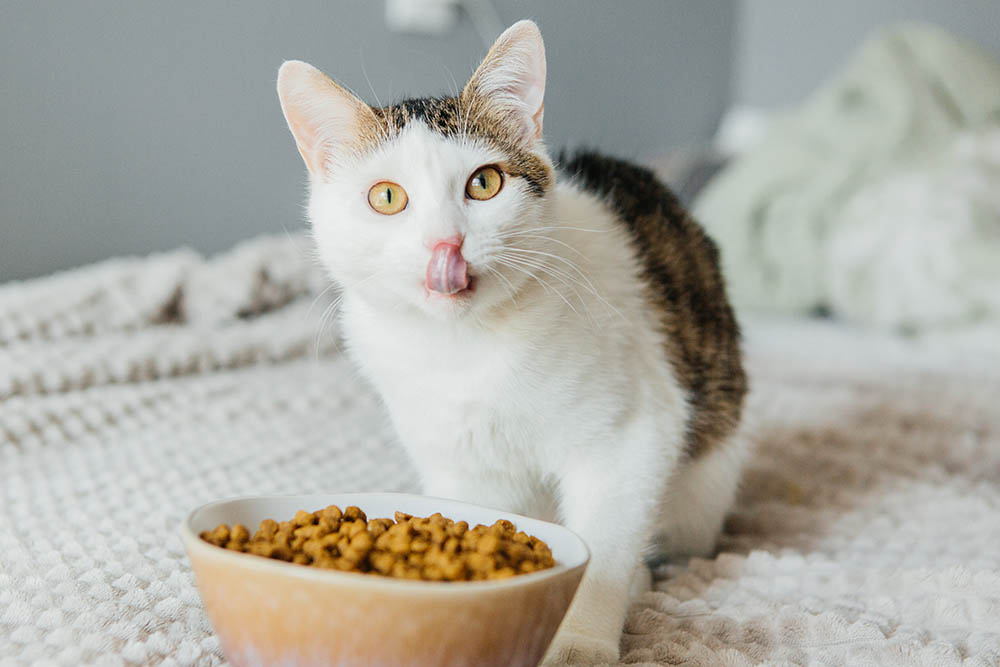cat with bowl filled with cat food