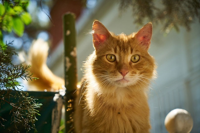 cat with slit eyes looking at something
