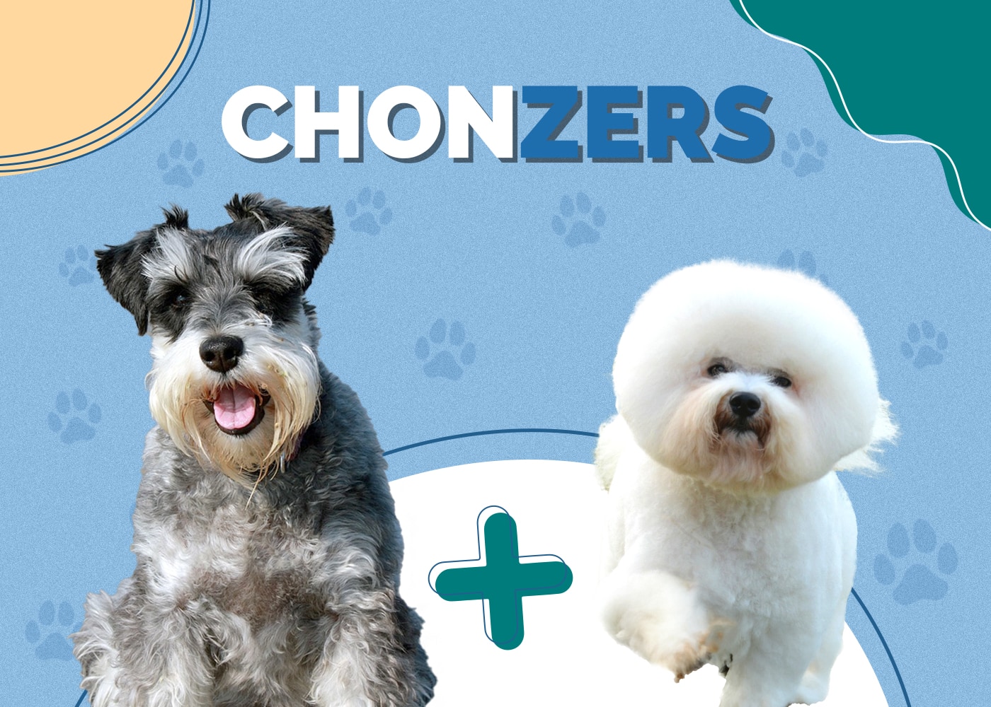 Chonzer (Miniature Schnauzer & Bichon Frise Mix)