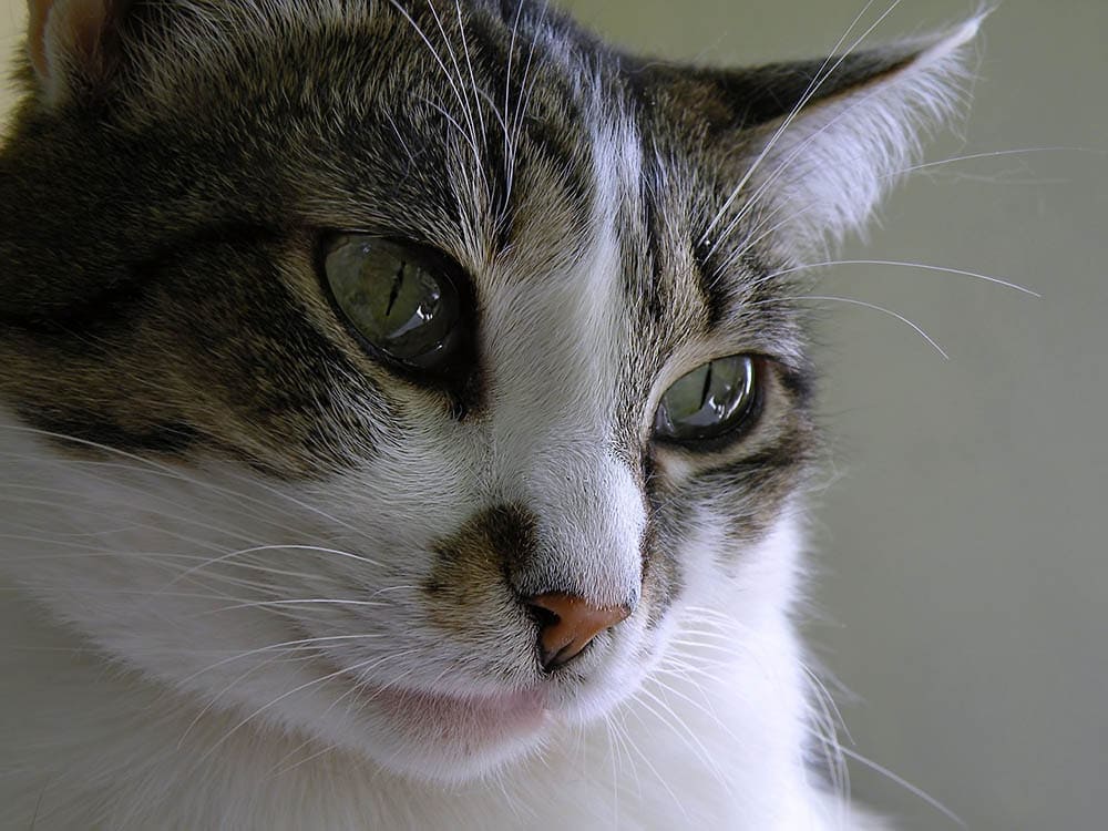close up cat teary eyes