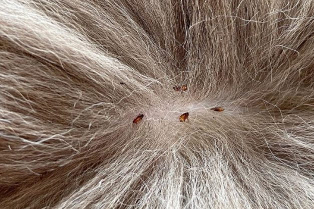 Can Cats Get Lice from Humans? Vet-Approved Facts & FAQ | Hepper Pet ...