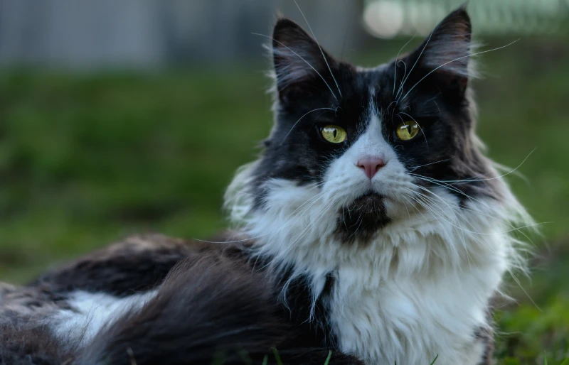 close up of a long-haired black and white tuxedo maine coon cat