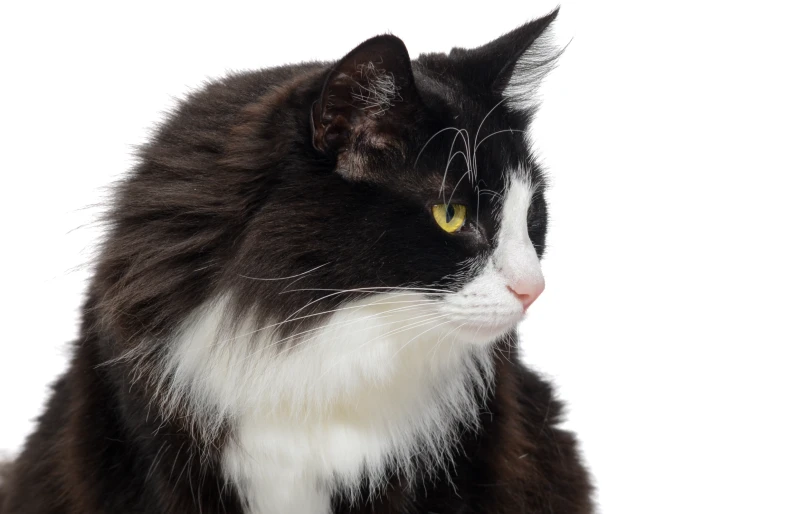 close up of a tuxedo norwegian forest cat