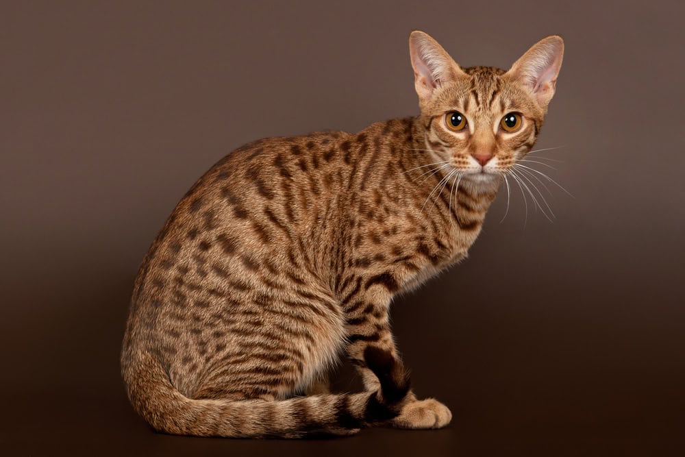 close up of an ocicat