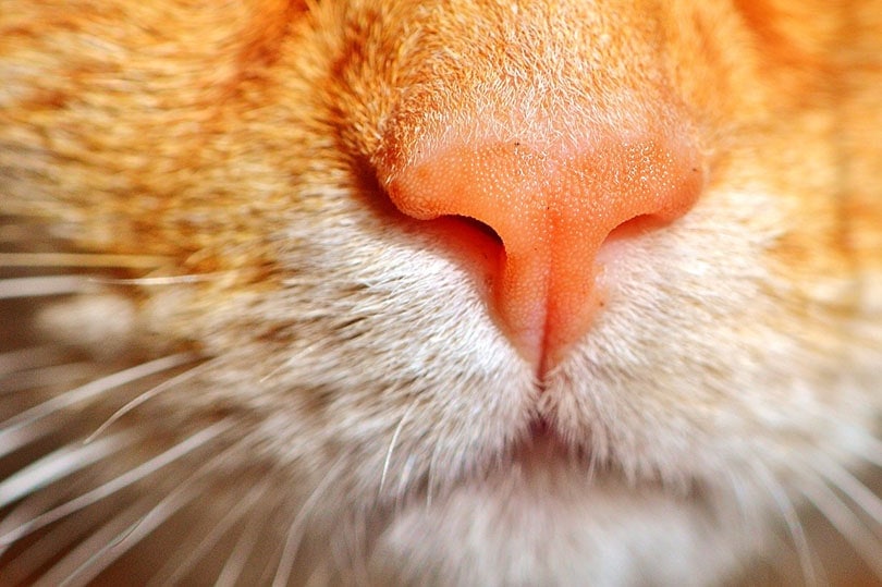close up of ginger cat nose