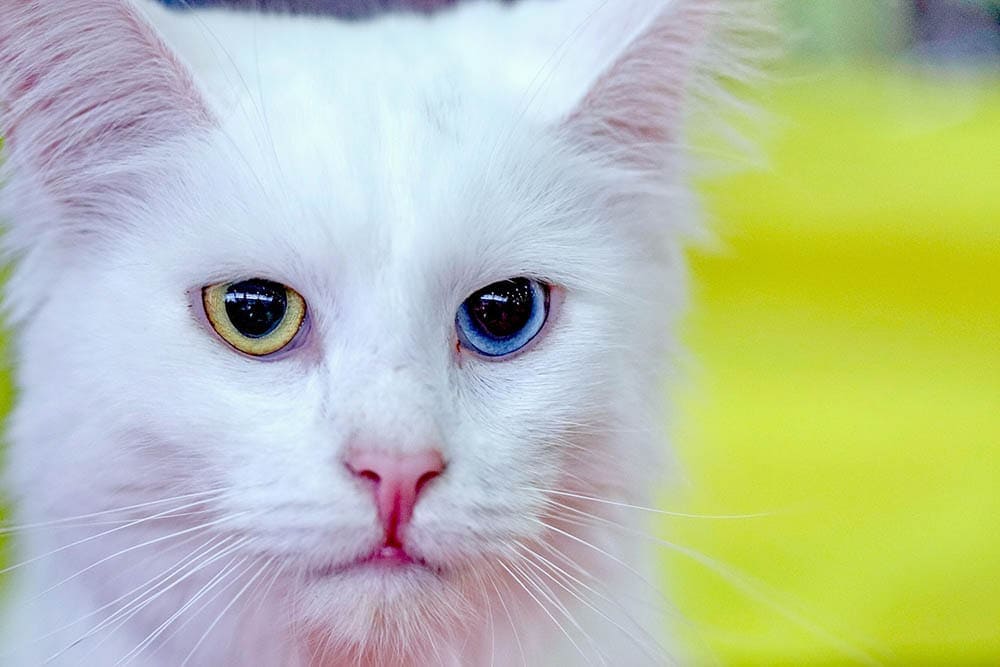close up turkish angora