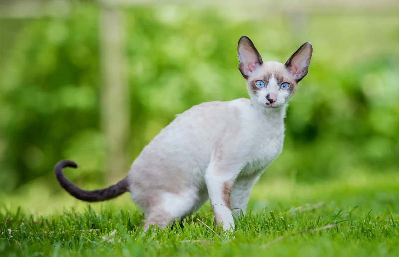 cornish rex cat kitten outdoors