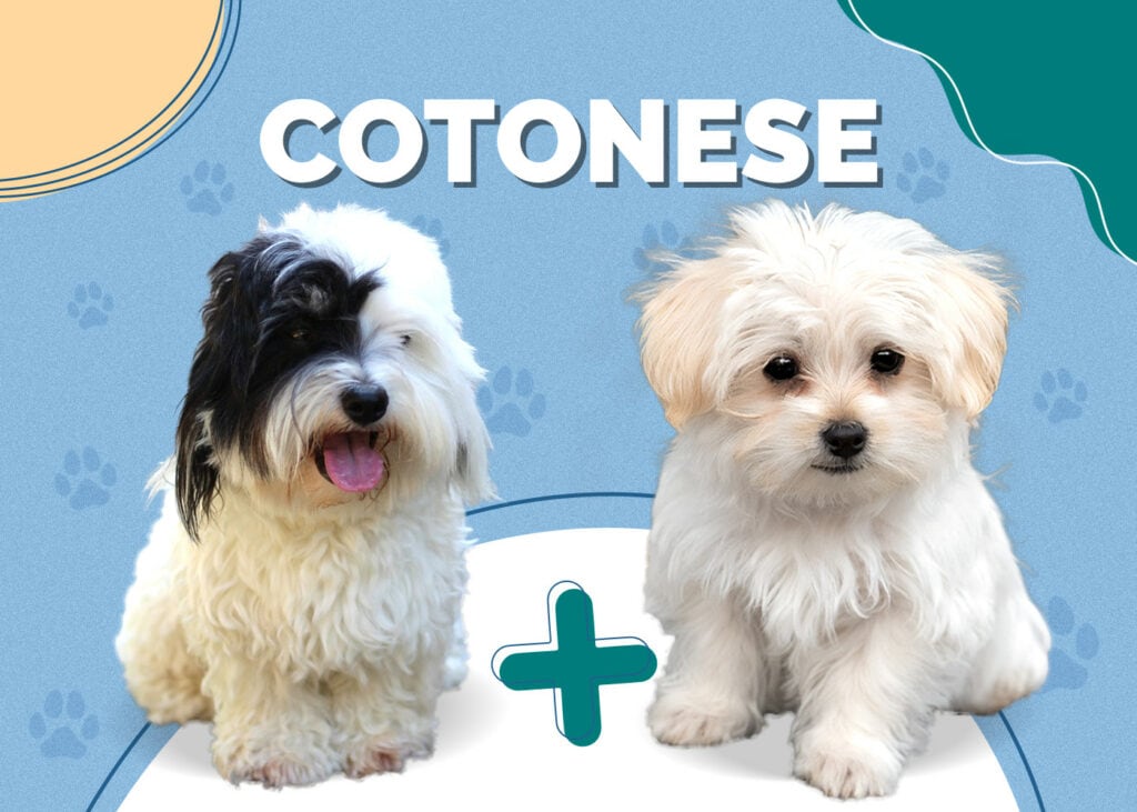 Cotonese (Coton de Tulear & Maltese Mix)