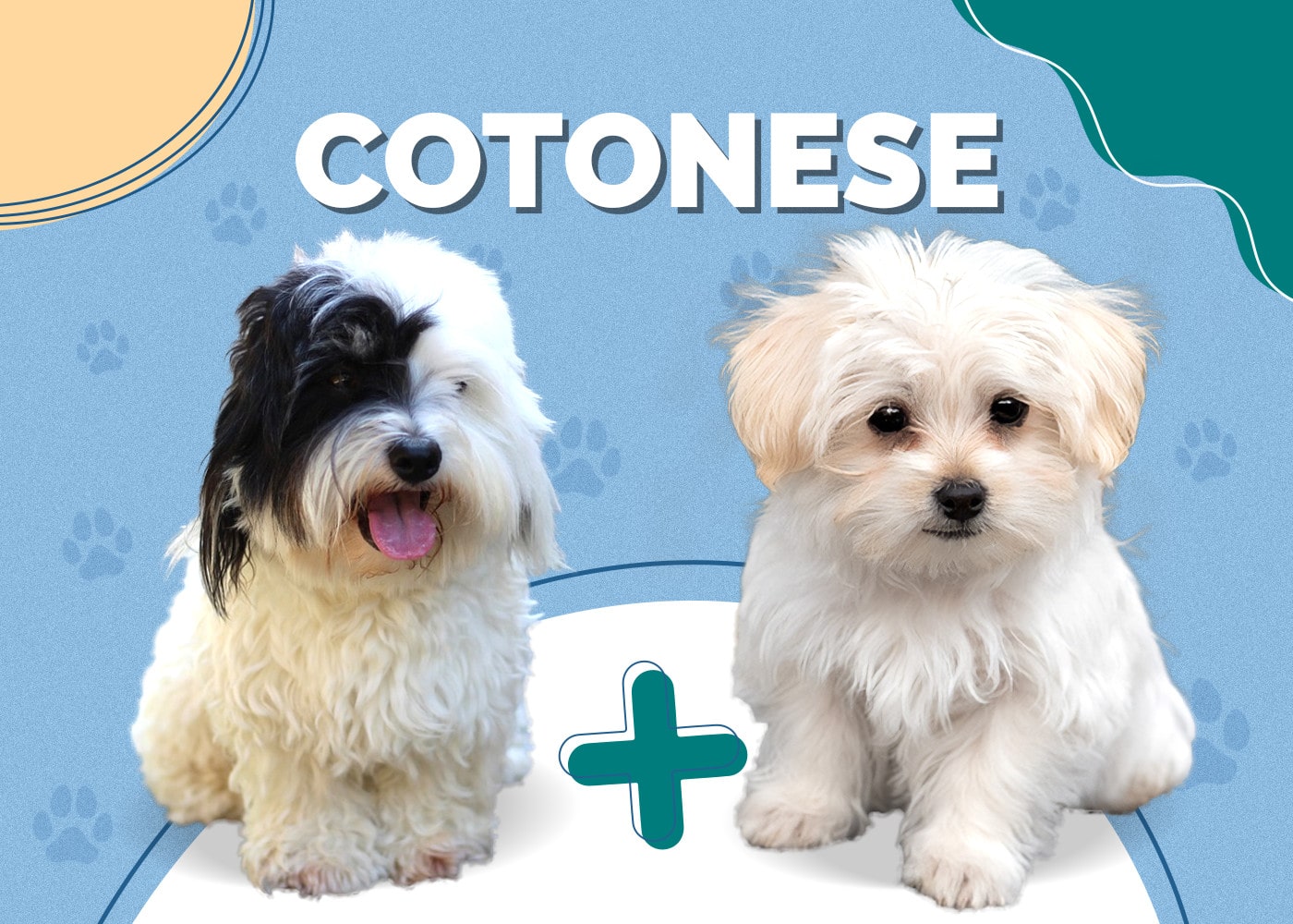 Cotonese (Coton de Tulear & Maltese Mix)