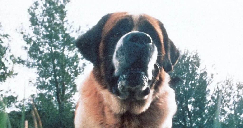 cujo
