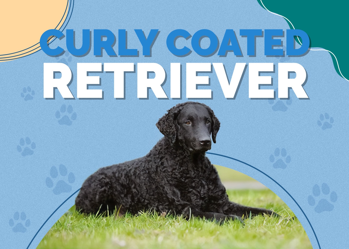Curly Coated Retriever