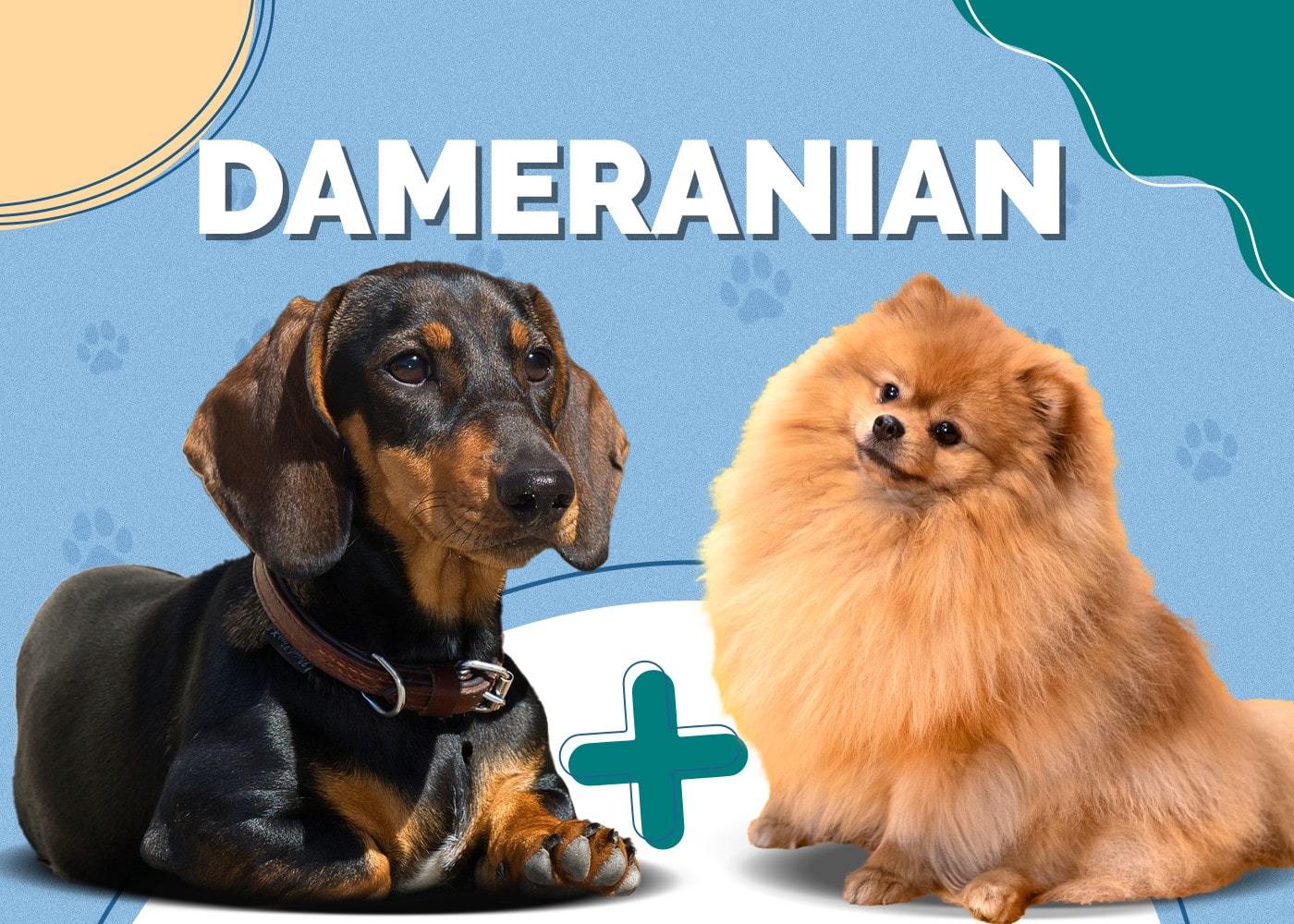 Dameranian (Dachshund & Pomeranian Mix)