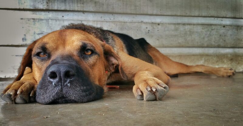 dog-with-runny-nose-lying-on-the-ground