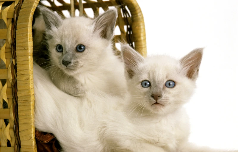 domestic balinese cat kittens in a basket