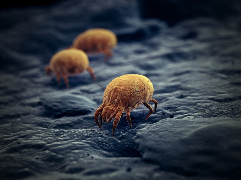 dust mites 3d rendered