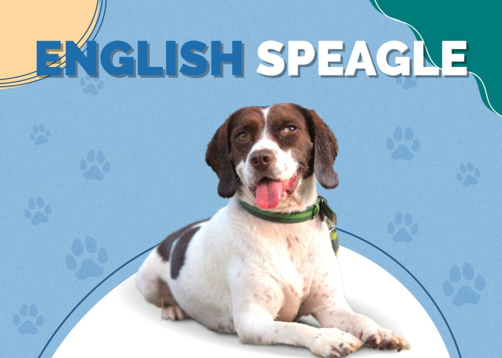 English Speagle (Beagle & English Toy Spaniel Mix)