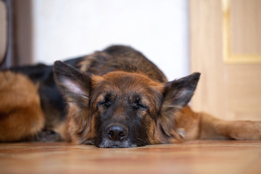 german shepherd sleeping