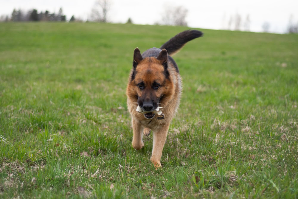 german shepherd walking on grass