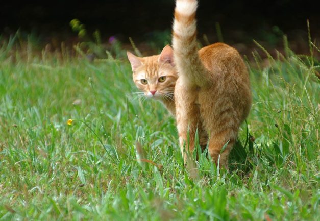 Why Do Cats Raise Their Butts When Scratched? 4 Reasons for This ...