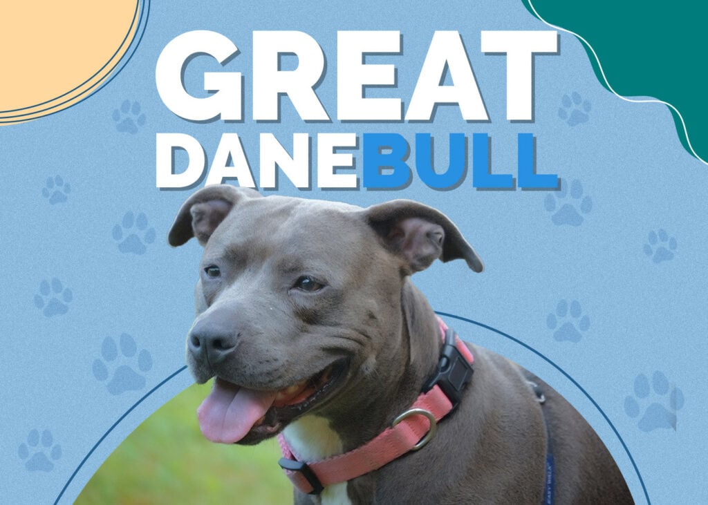 Great Danebull (Bull Terrier & Great Dane Mix)